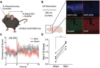 Integrating ultrasonic neuromodulation with fiber photometry